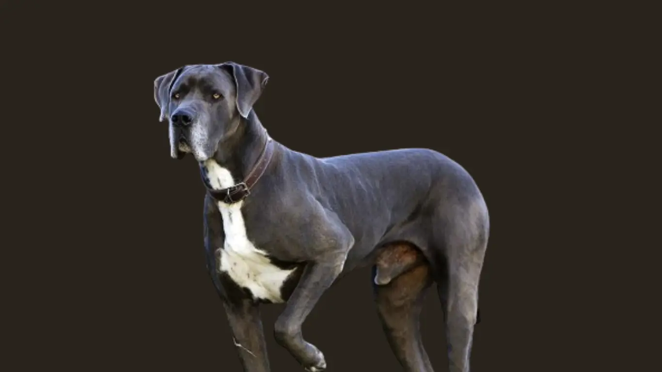 Great Dane price in Chennai