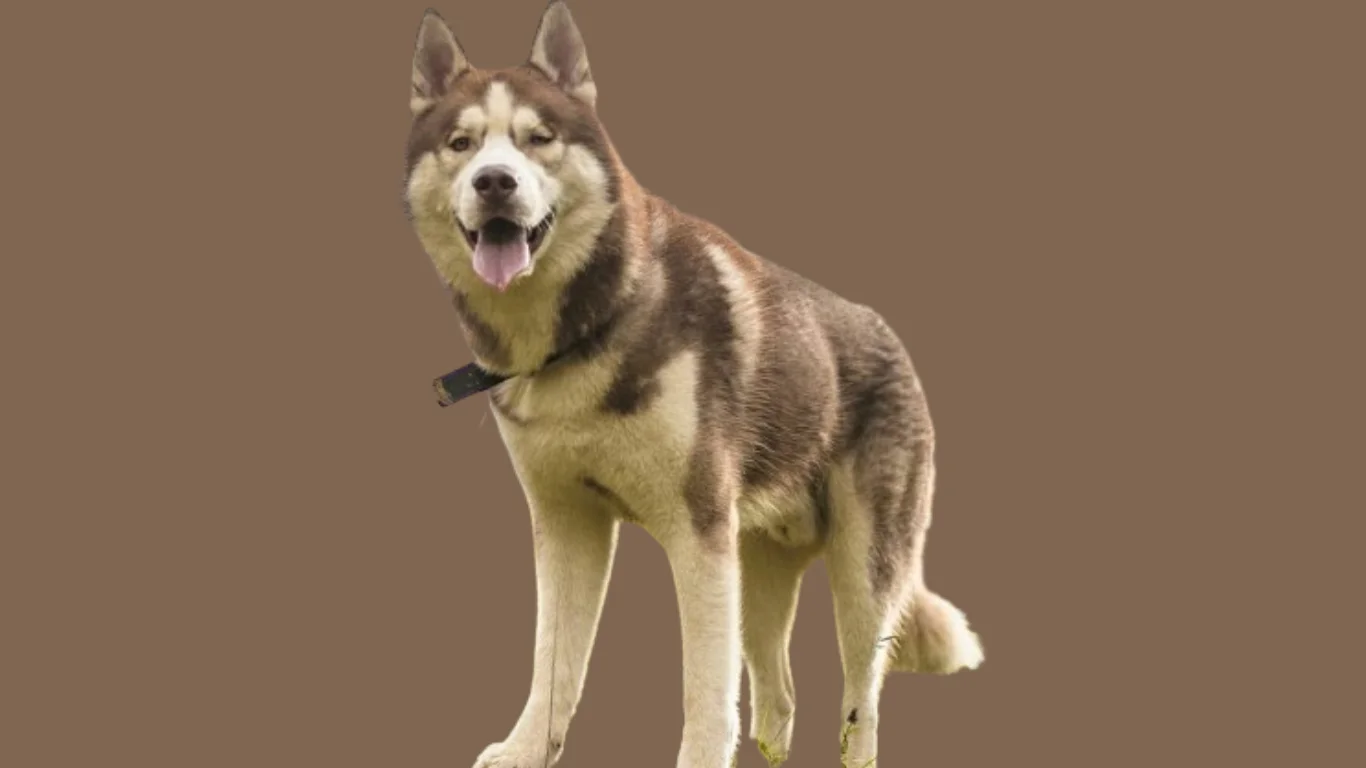 Himalayan husky price in India