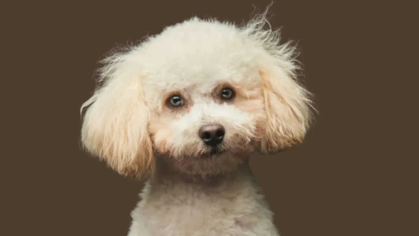 Maltipoo price in India