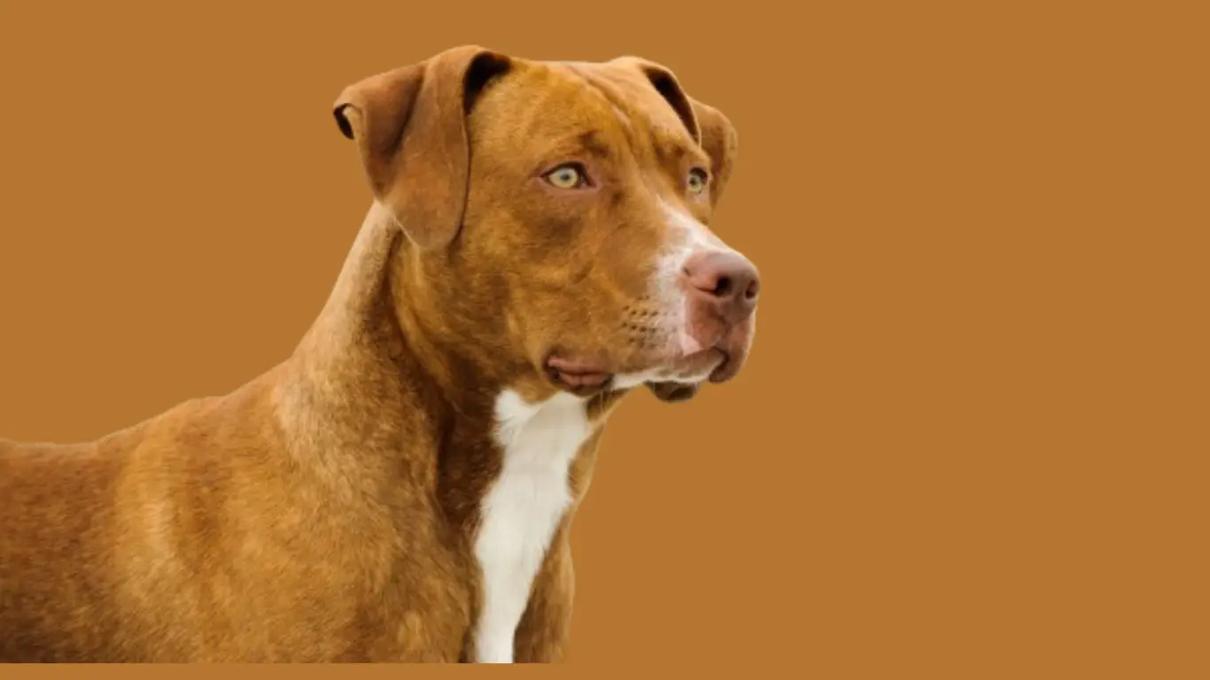 Pitbull Dog Price in Mumbai