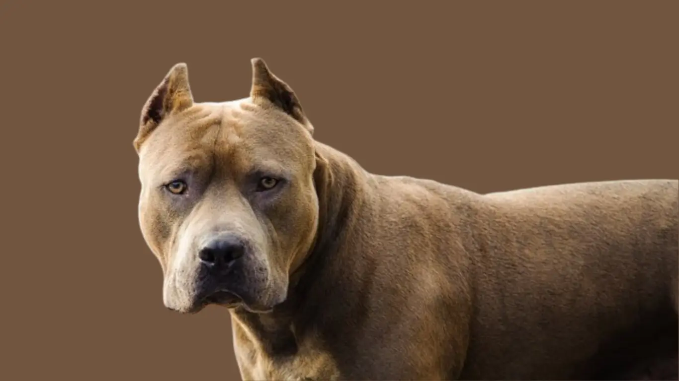 Pitbull Dog Price in Delhi