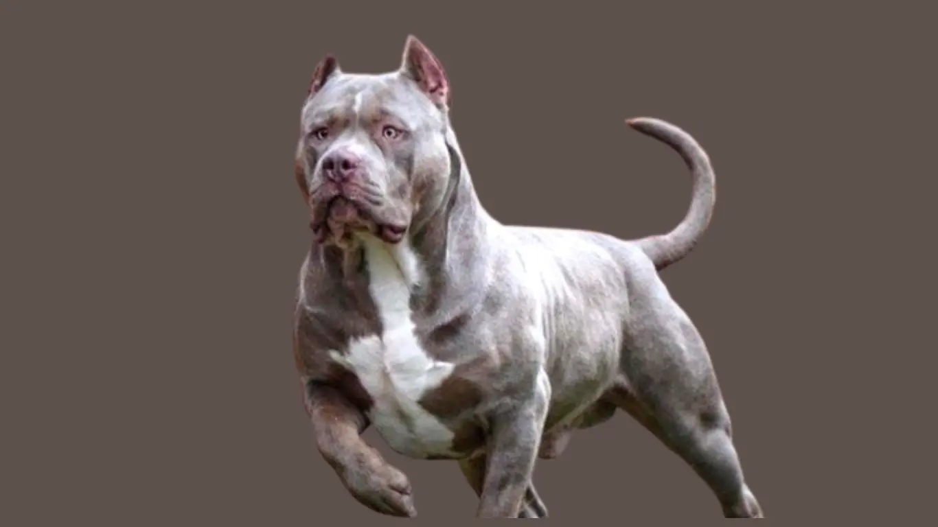 Pitbull Dog price in Chennai