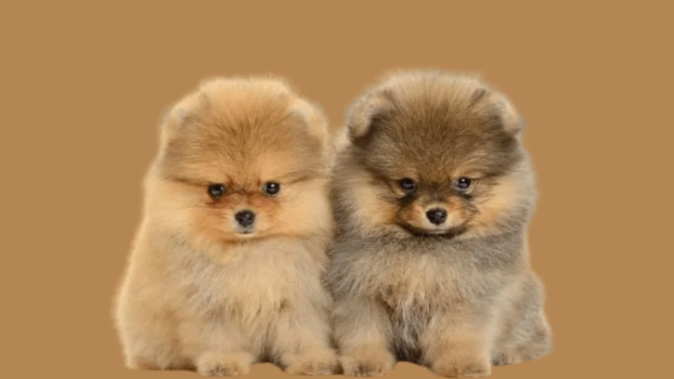 Pomeranian dog price in Chennai