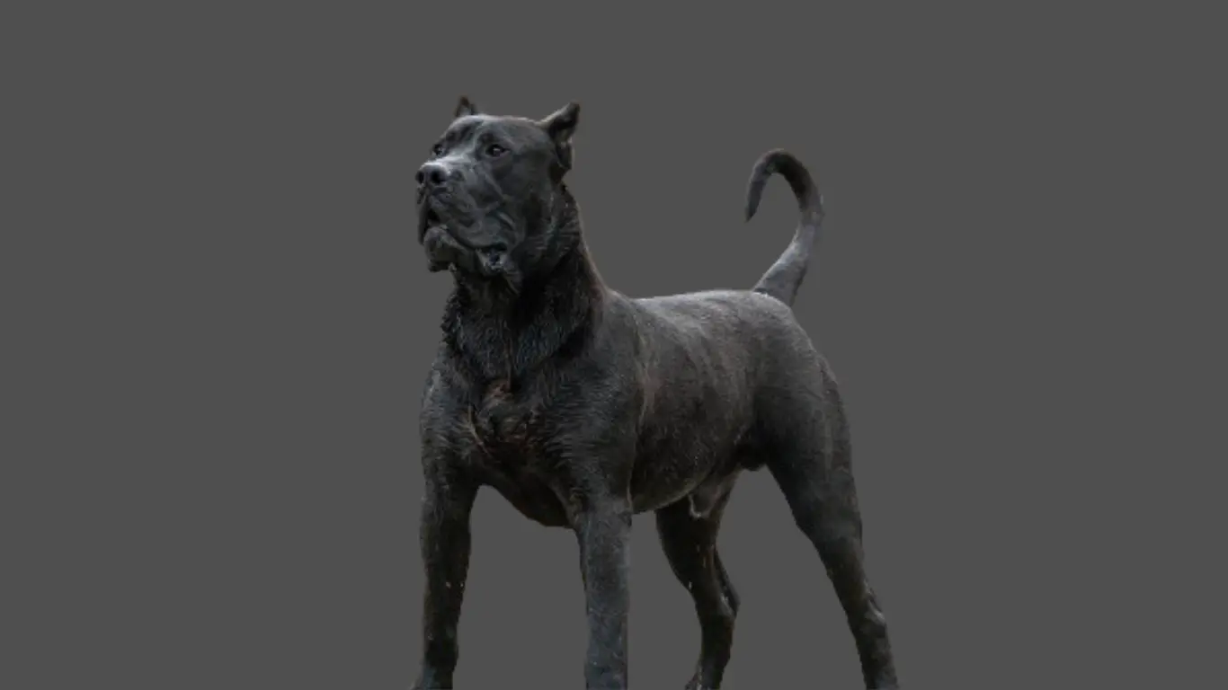 Presa canario price in India