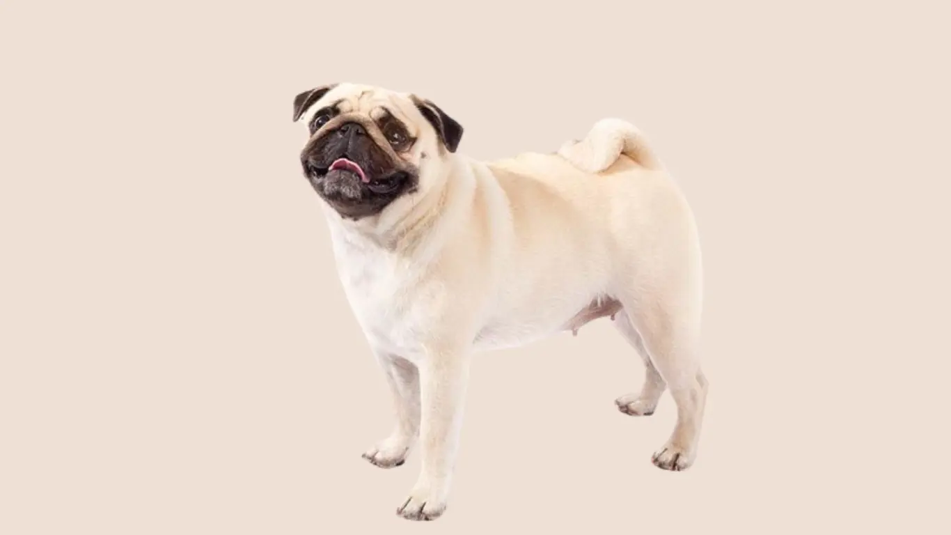 Pug Dog Price in Kolkata