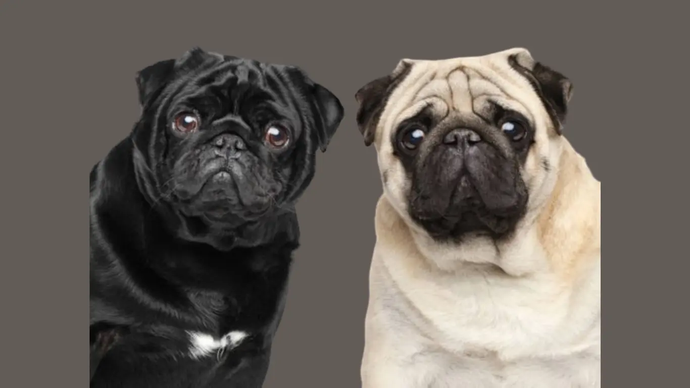 Pug Dog Price in Bangalore