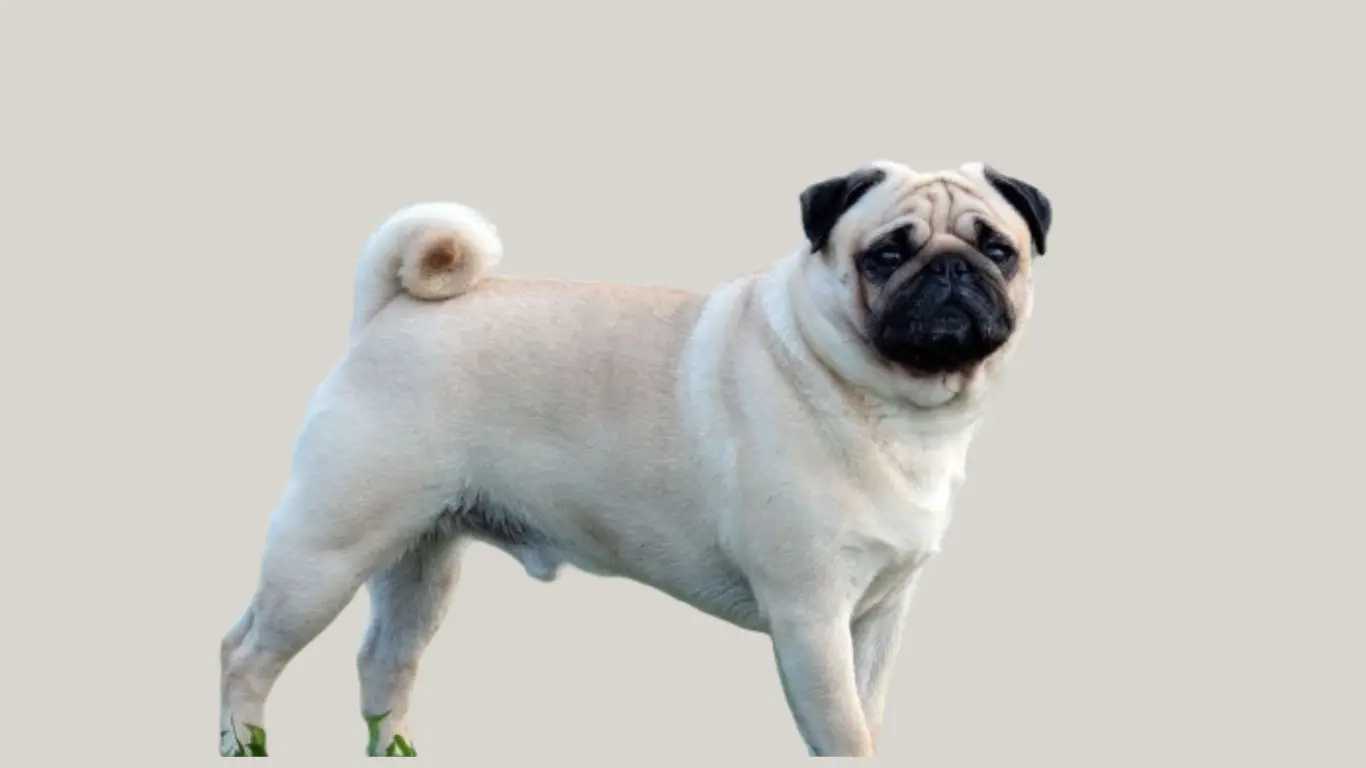 Pug Dog Price in Punjab