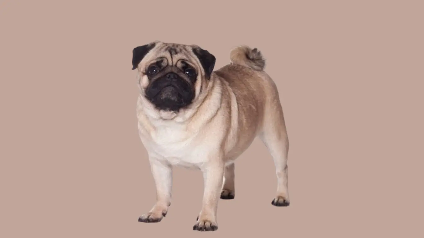 Pug Dog Price in Mumbai