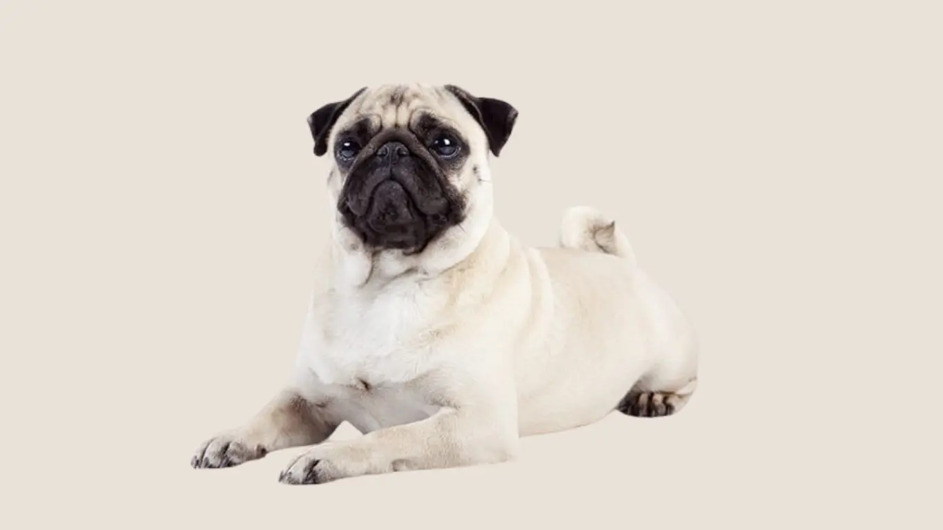 Pug Dog Price in Chennai