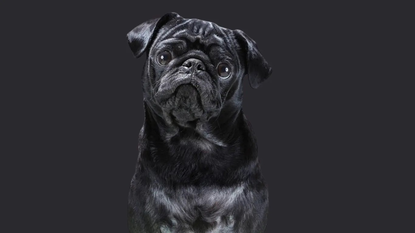 Pug Dog Price in Delhi