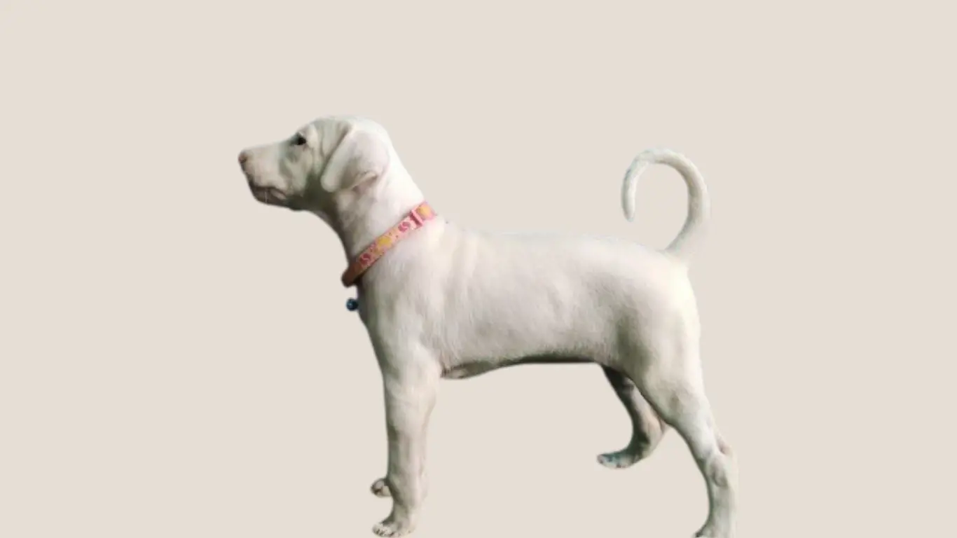 Rajapalayam puppy price in India