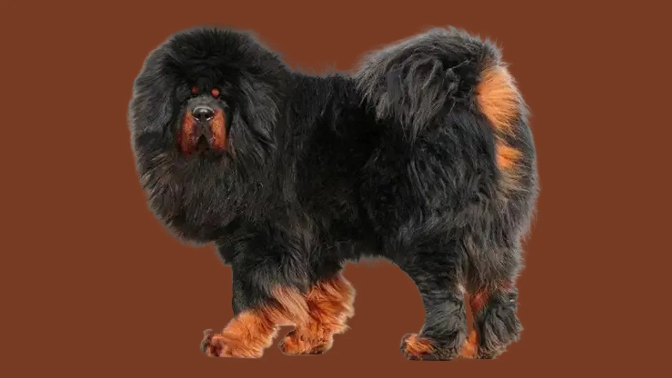 Tibetan mastiff price in Hyderabad