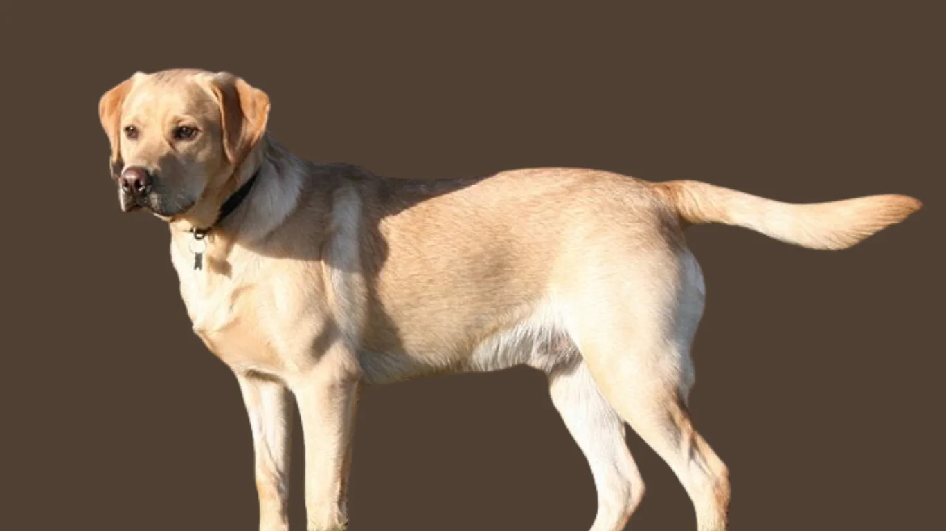 Labrador dog price in Punjab