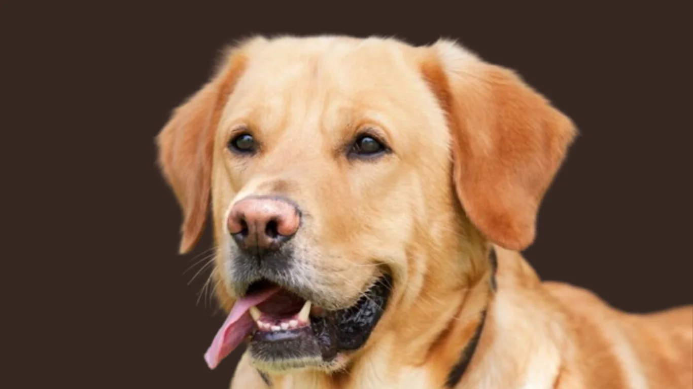 Labrador dog price in Chennai