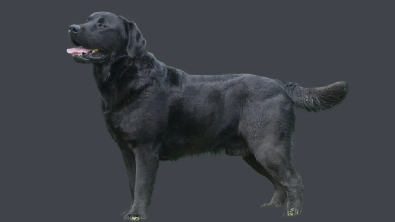 Labrador dog price in Hyderabad