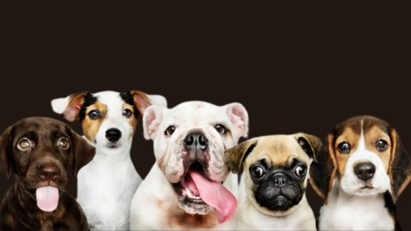 Popular dog breeds in India