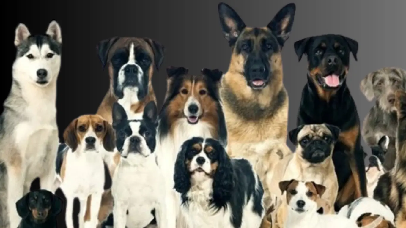 Top 10 dog breeds in india