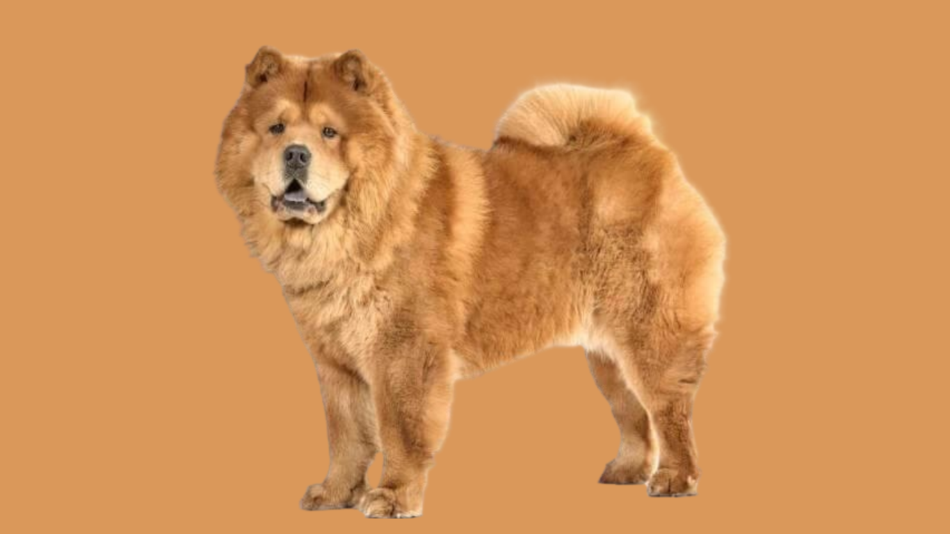 Chow Chow Price in India