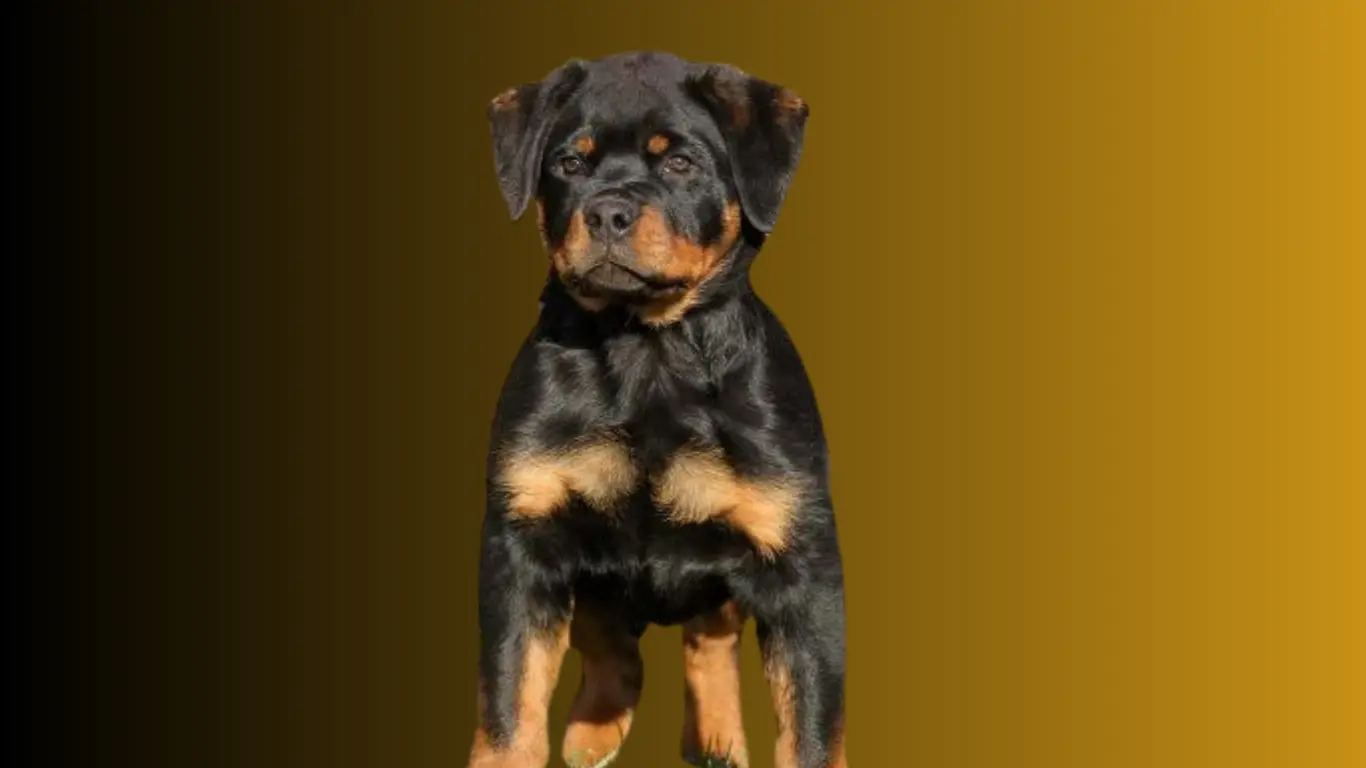 Rottweiler Puppy Price in India