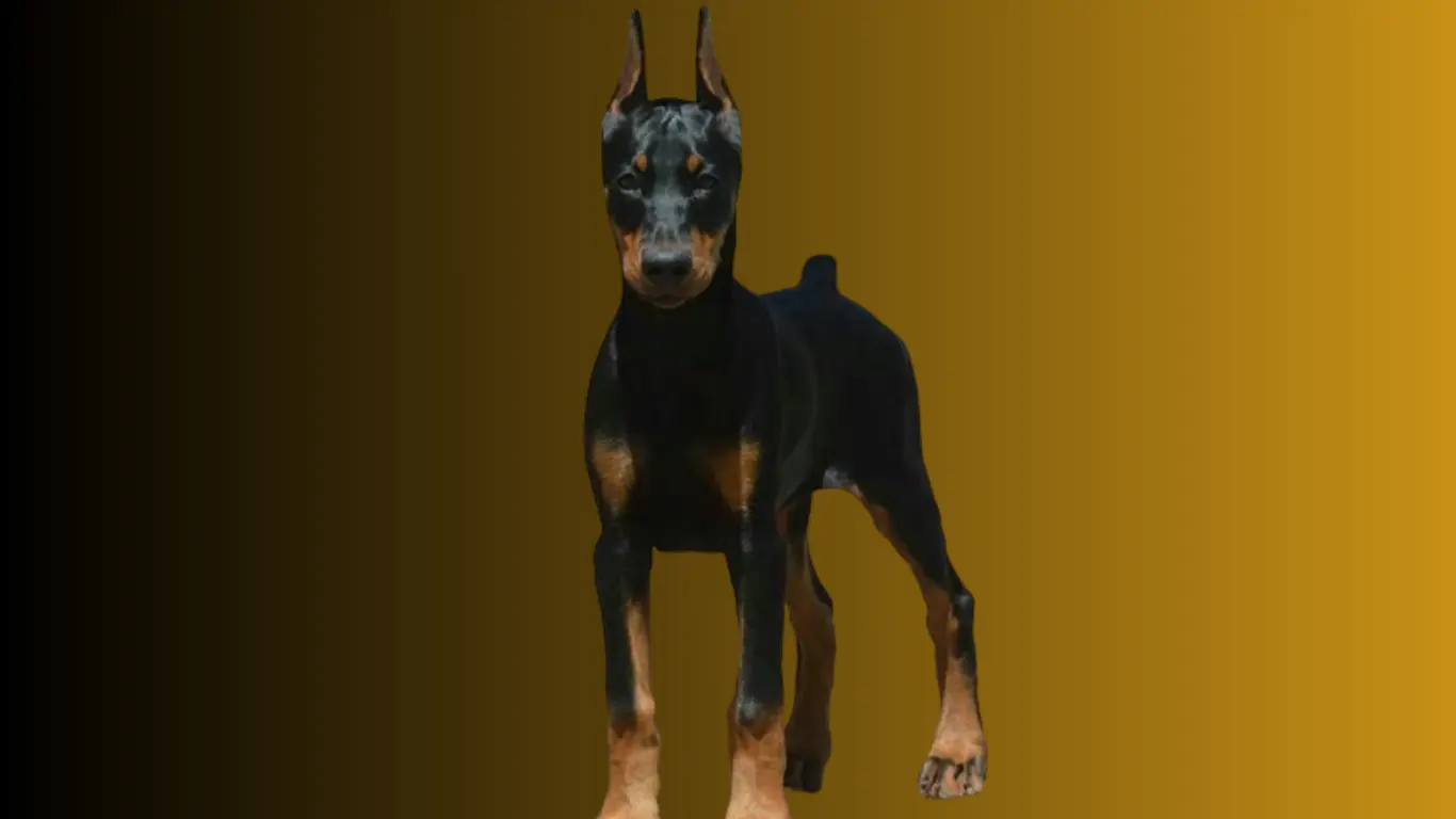 Doberman Puppy Price in India