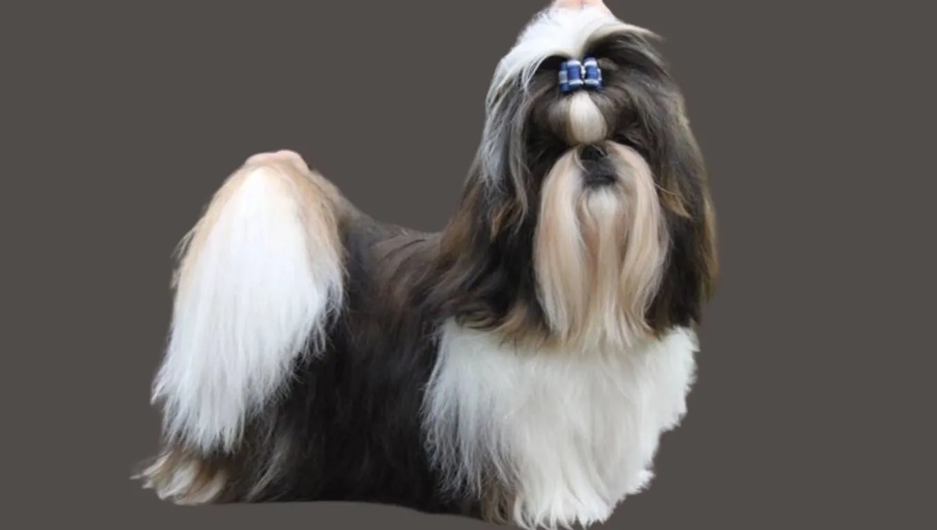 Shih tzu Price in Delhi