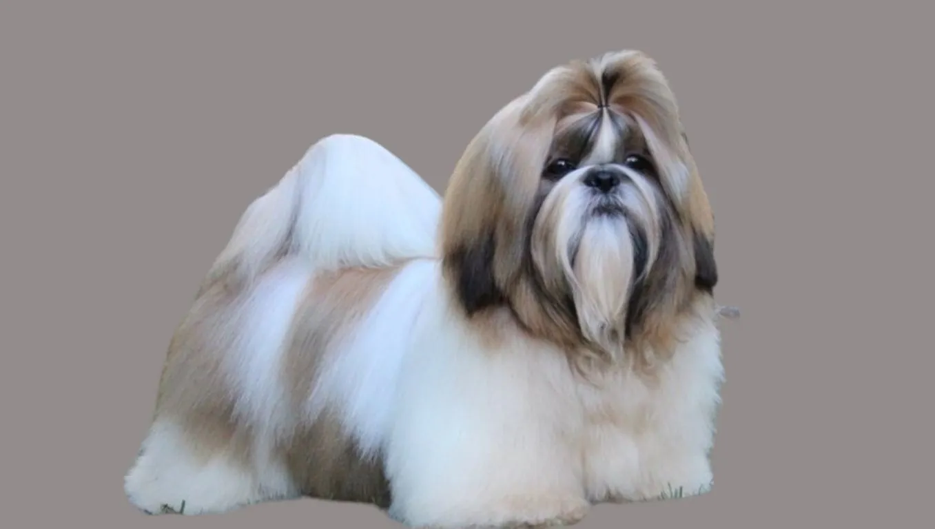 Shih tzu Price in Punjab