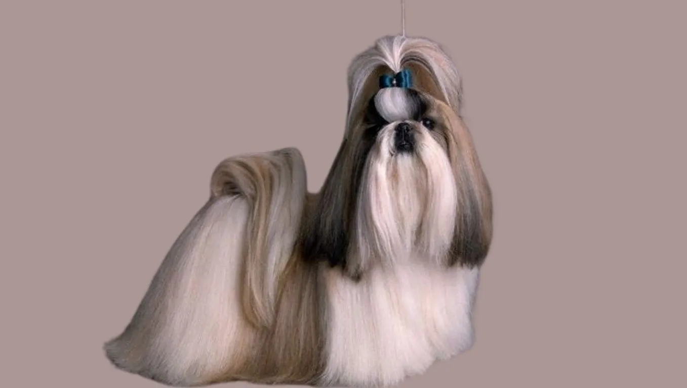 Shih tzu Price in Kolkata