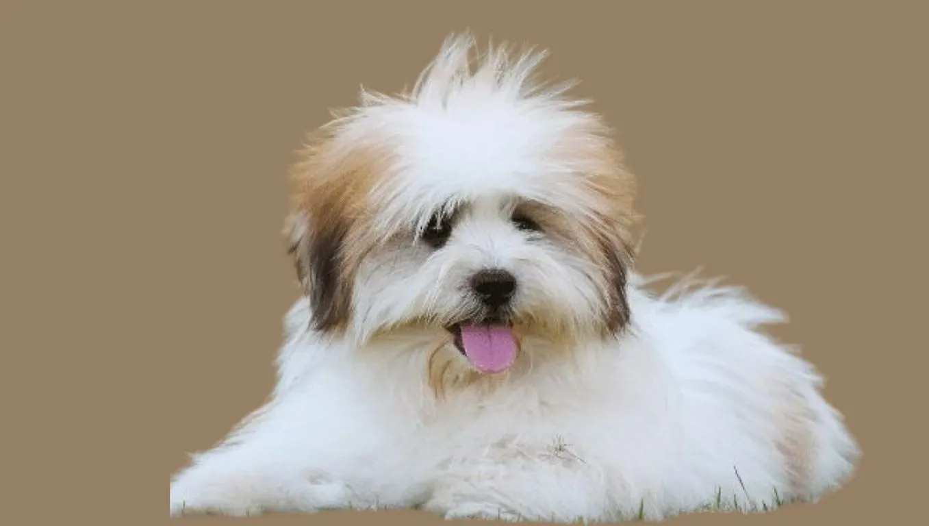 Teacup Shih tzu Price in India