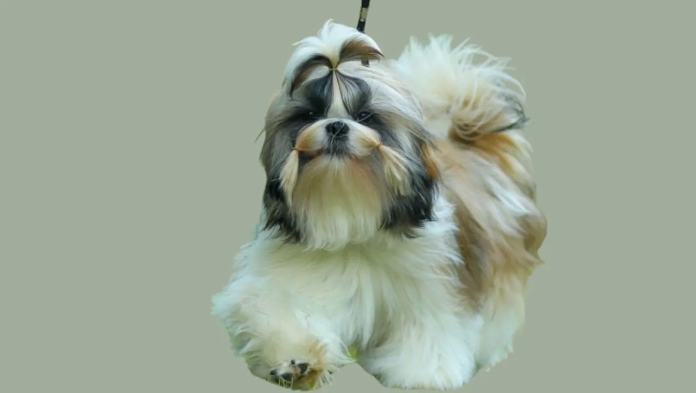 Shih tzu Price in Guwahati