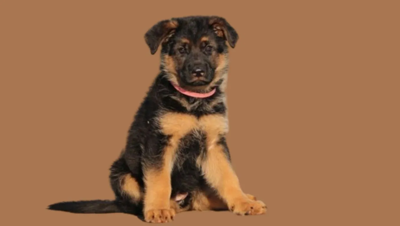 German Shepherd Puppy Price in India