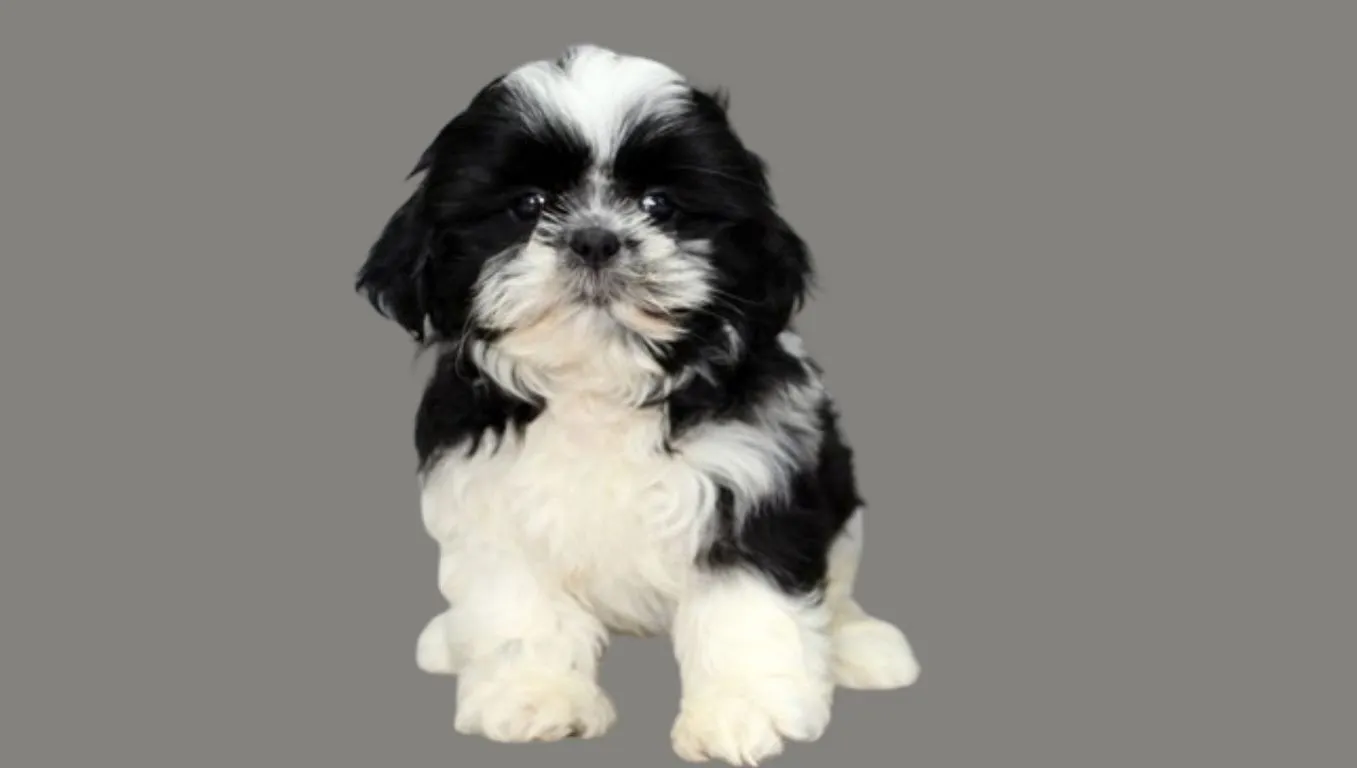 Black and White Shih tzu Price in India