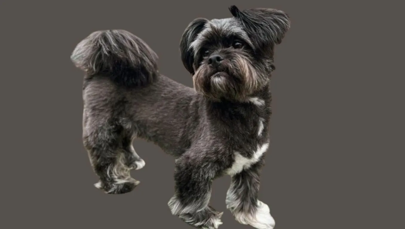 Shih tzu Price in Chandigarh