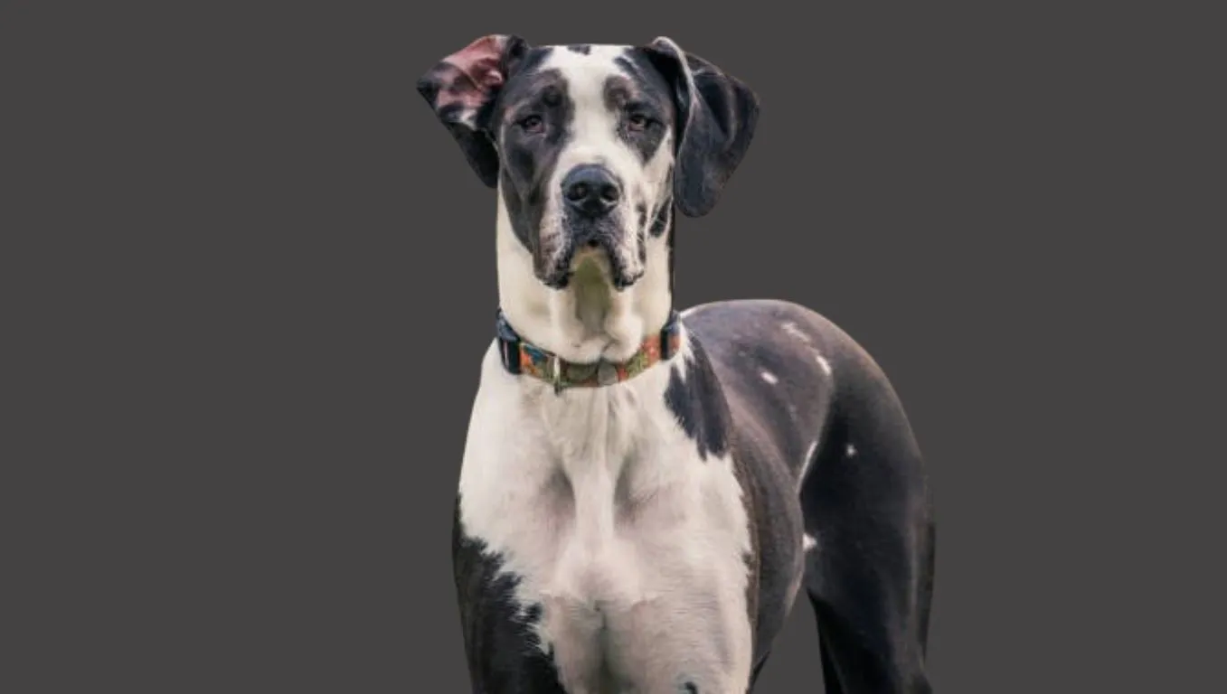 Great Dane Price in India