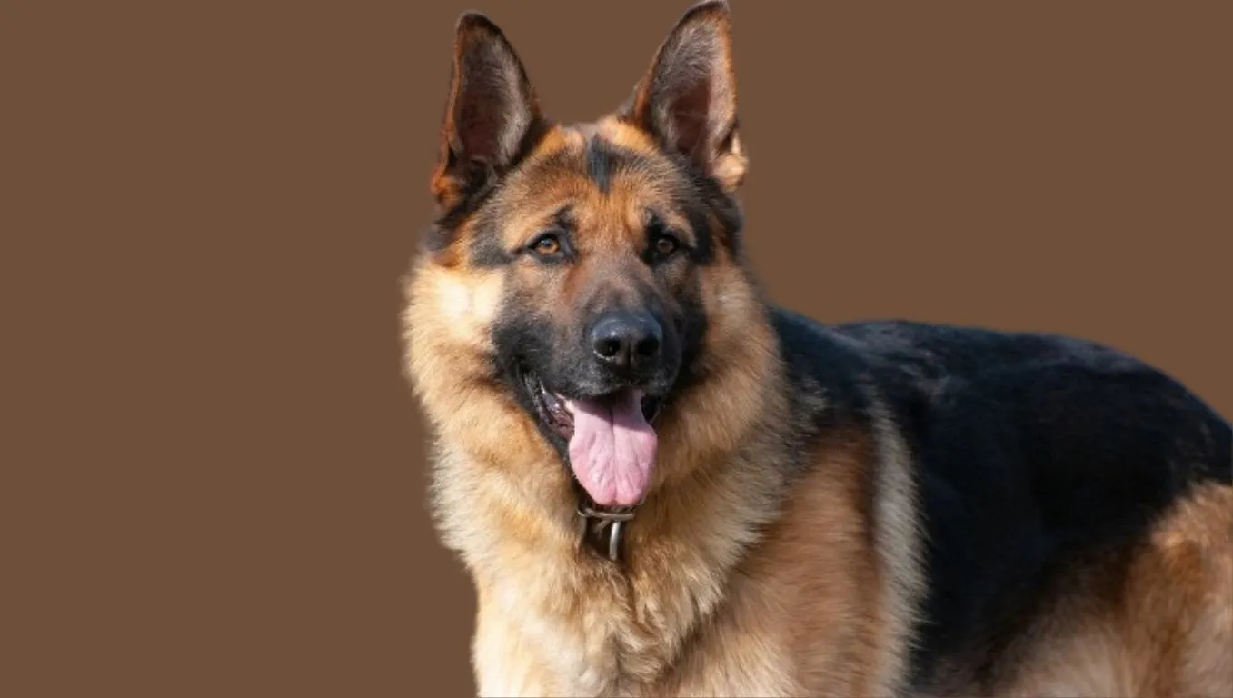 German Shepherd Price in India