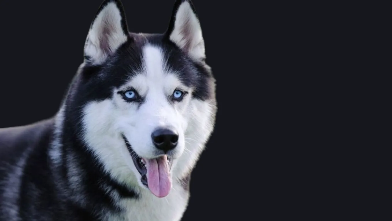 Siberian Husky Price in India