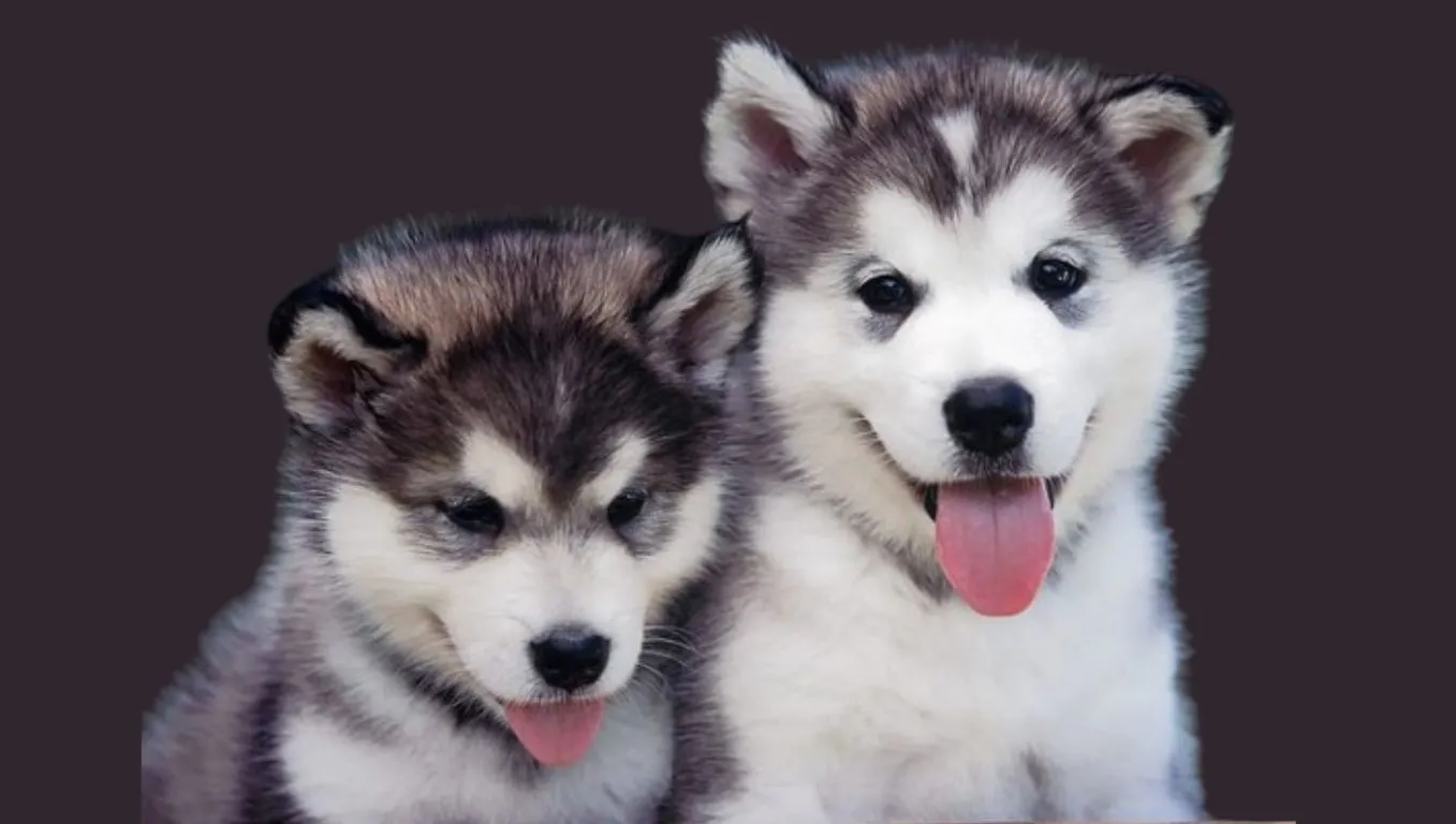 Siberian Husky Puppy Price in India