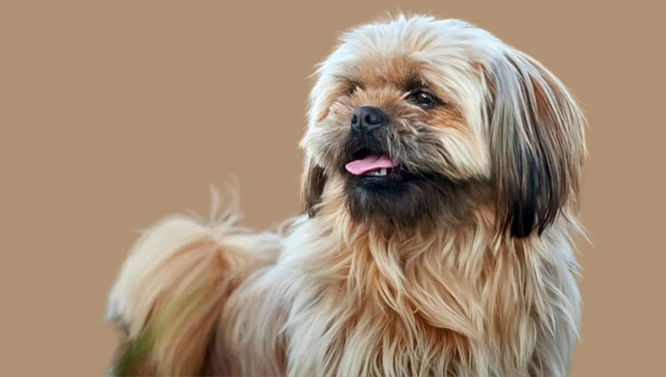 Shih Tzu Price in India