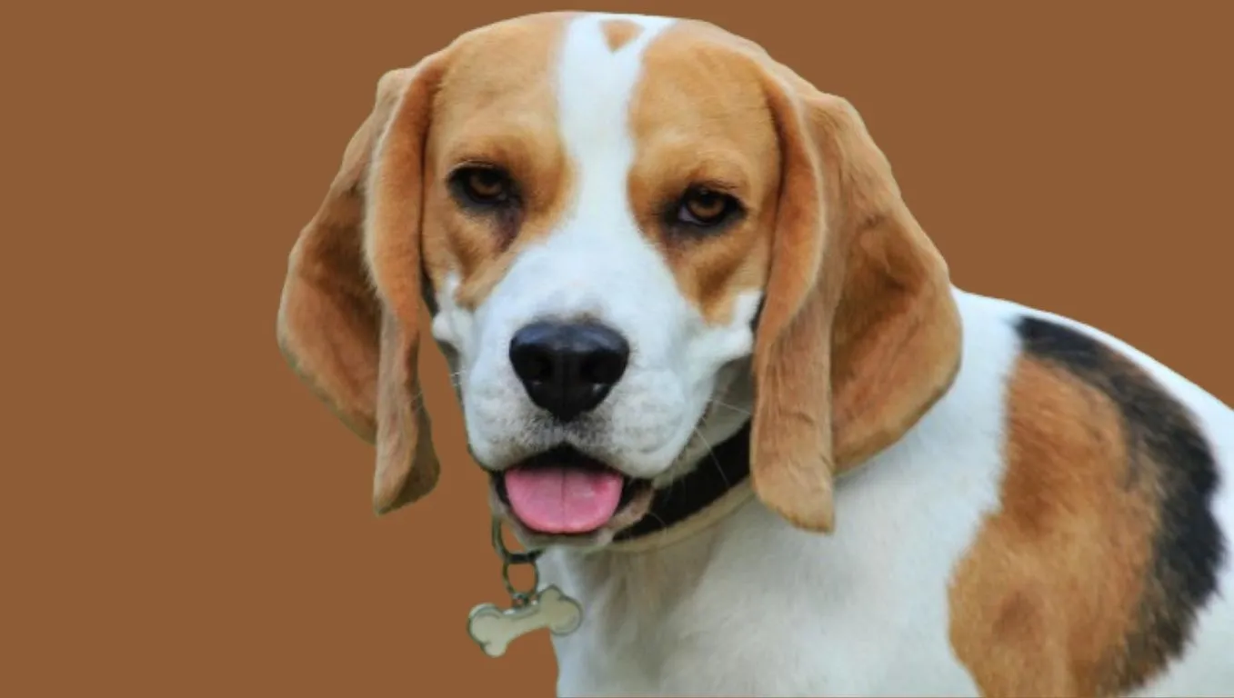 Beagle dog price