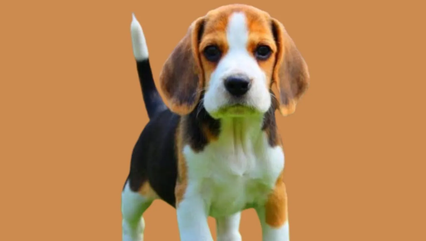 Beagle dog Puppy Price in India