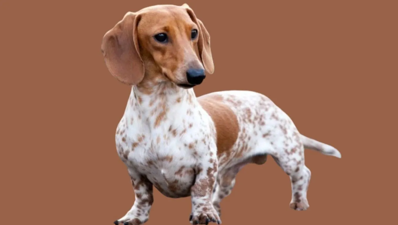 Dachshund Price in India