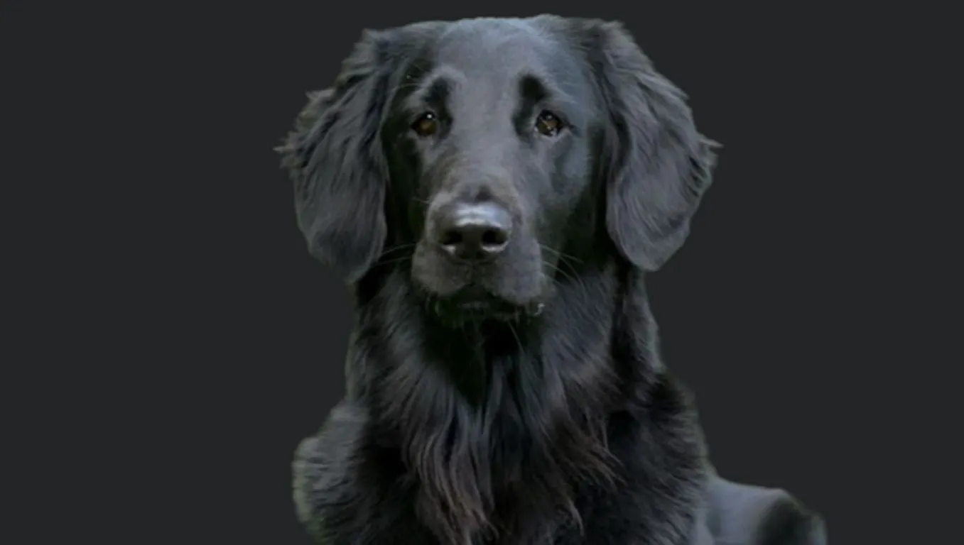 Black Golden Retriever price in India