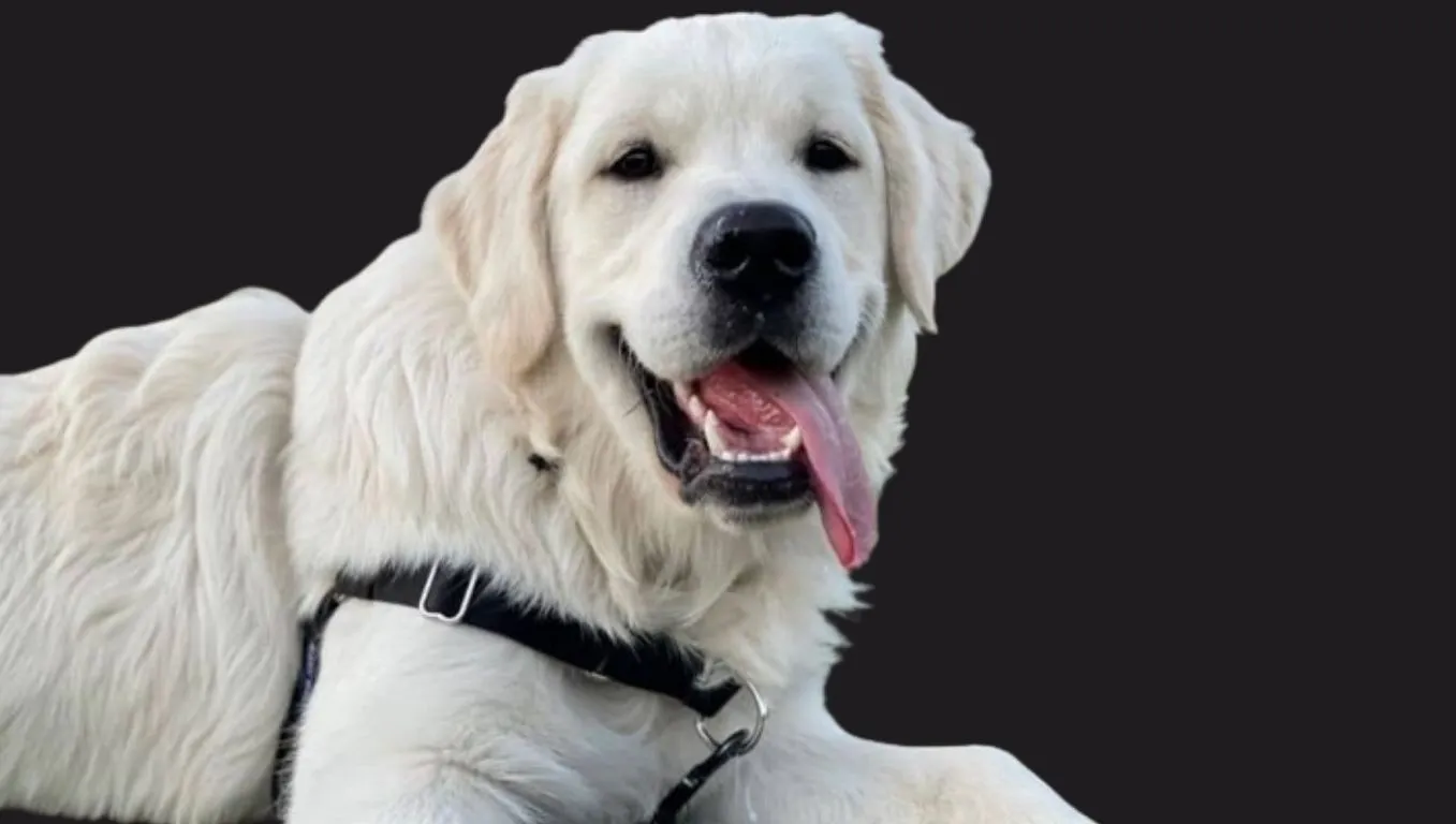 English Cream Golden Retriever Price in India