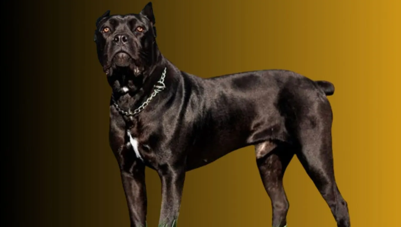 Cane Corso Price in India