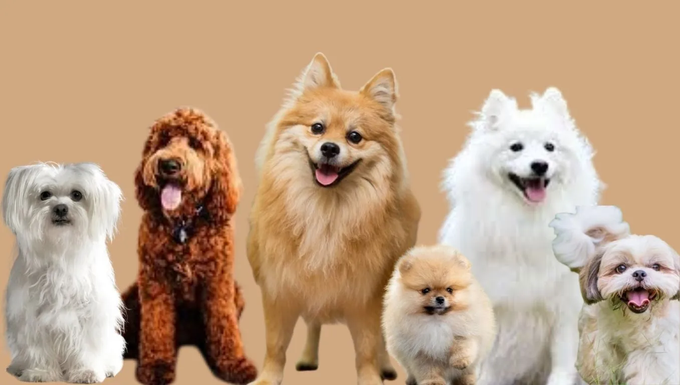 Best dogs for kdis in India with Price