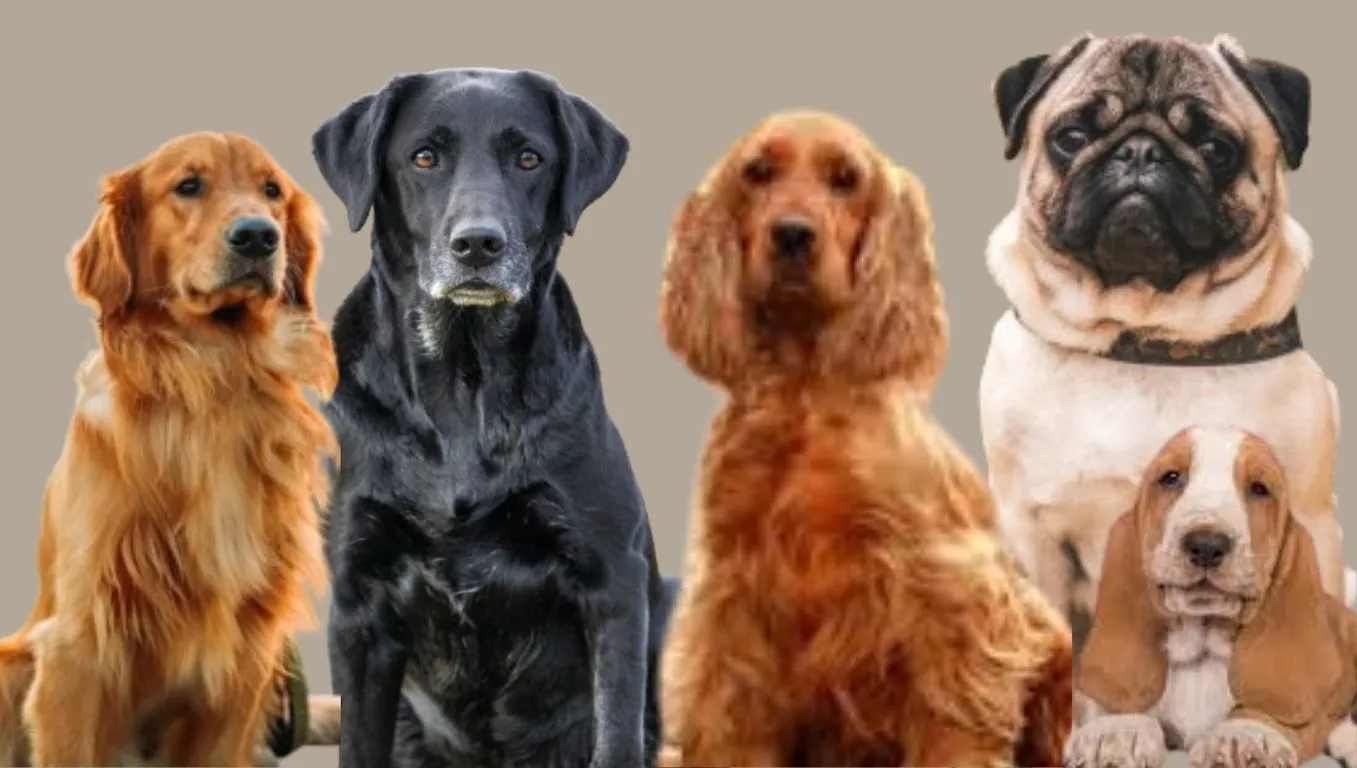 Top 10 Calm dogs in India with Price