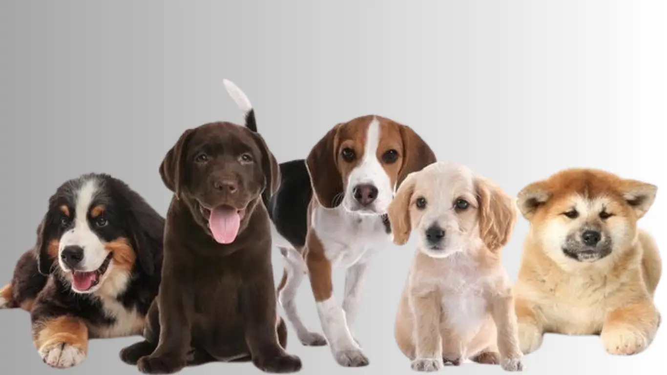 Top 10 Puppies in India with Price