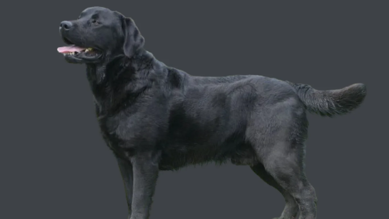 Black Labrador dog price in India