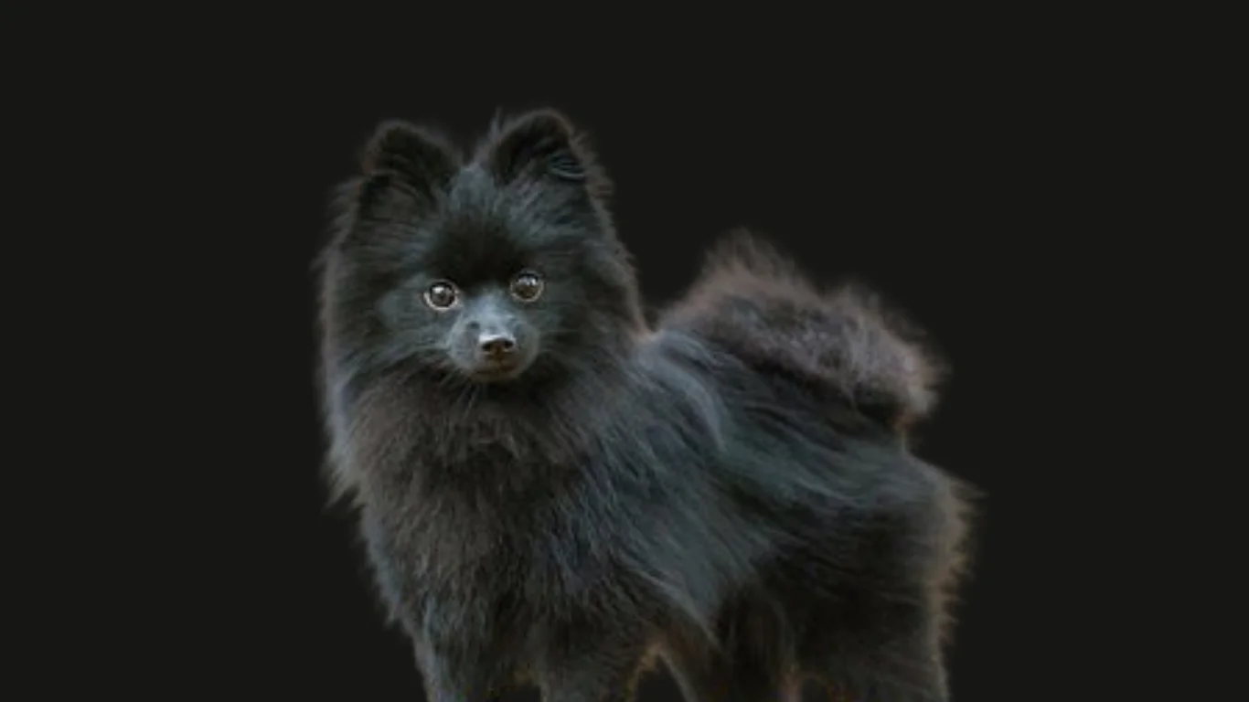 Black Pomeranian dog price in India