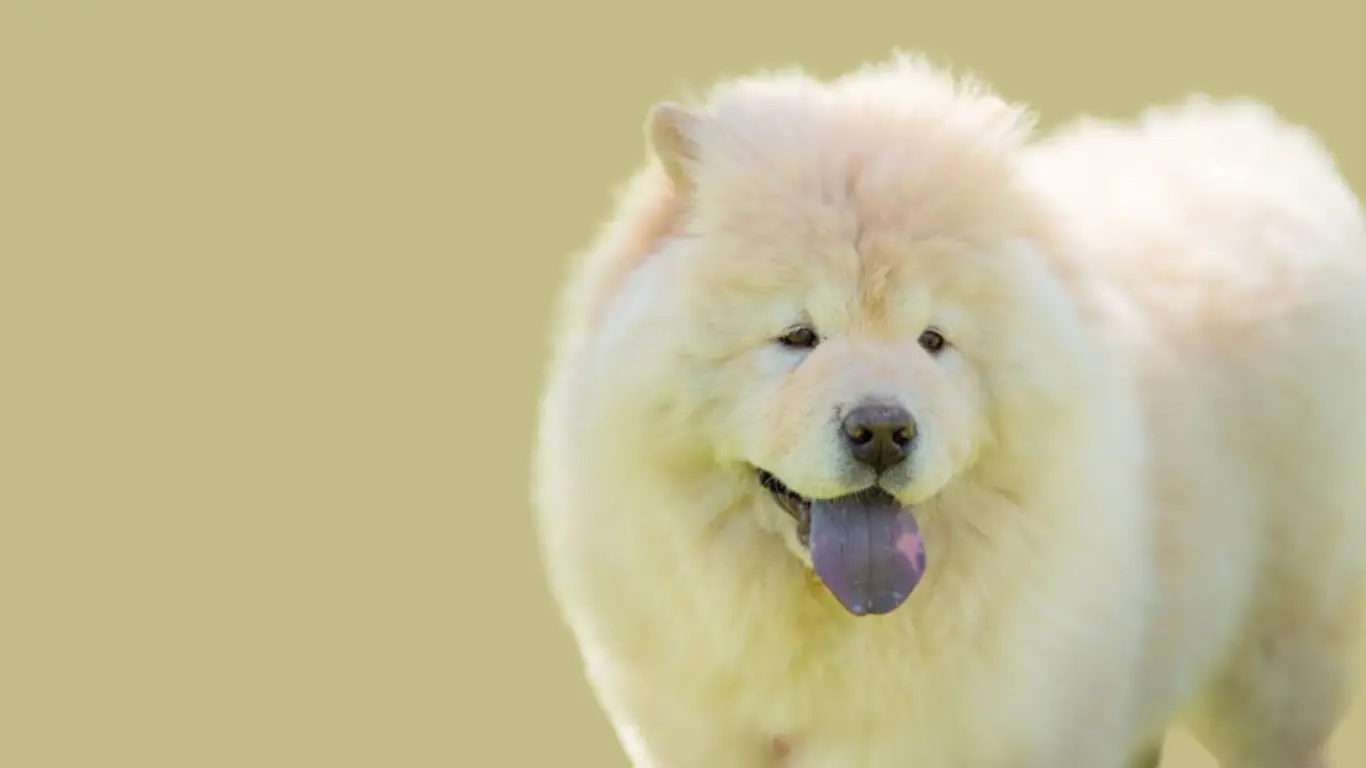 White Chow Chow Price in India