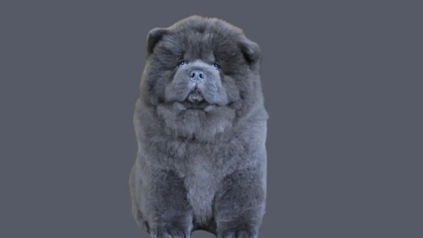 Blue Chow Chow Price in India